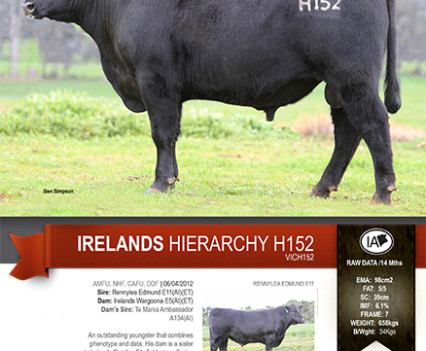 Irelands Angus - 2013 Catalogue artwork