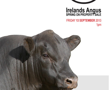 Irelands Angus - 2013 Catalogue artwork