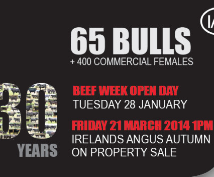 Irelands Angus - Web banner