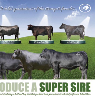 Irelands Angus 2015 Campaigns