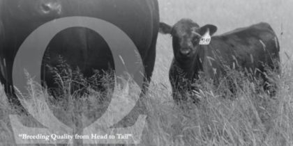 Merlewood Angus – Sale Catalogue