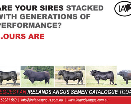 Irelands Angus Ad Campaign 2013