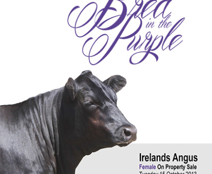 Irelands Angus Catalogue Artwork 2013