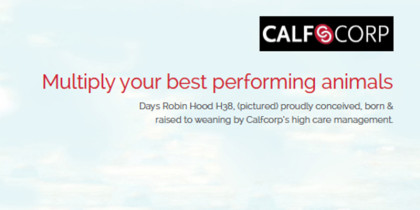 Calf Corp Ad